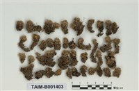 藏品(密葉泥炭苔)的圖片